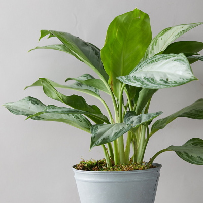 Aglaonema