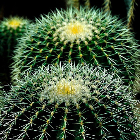 Cactus