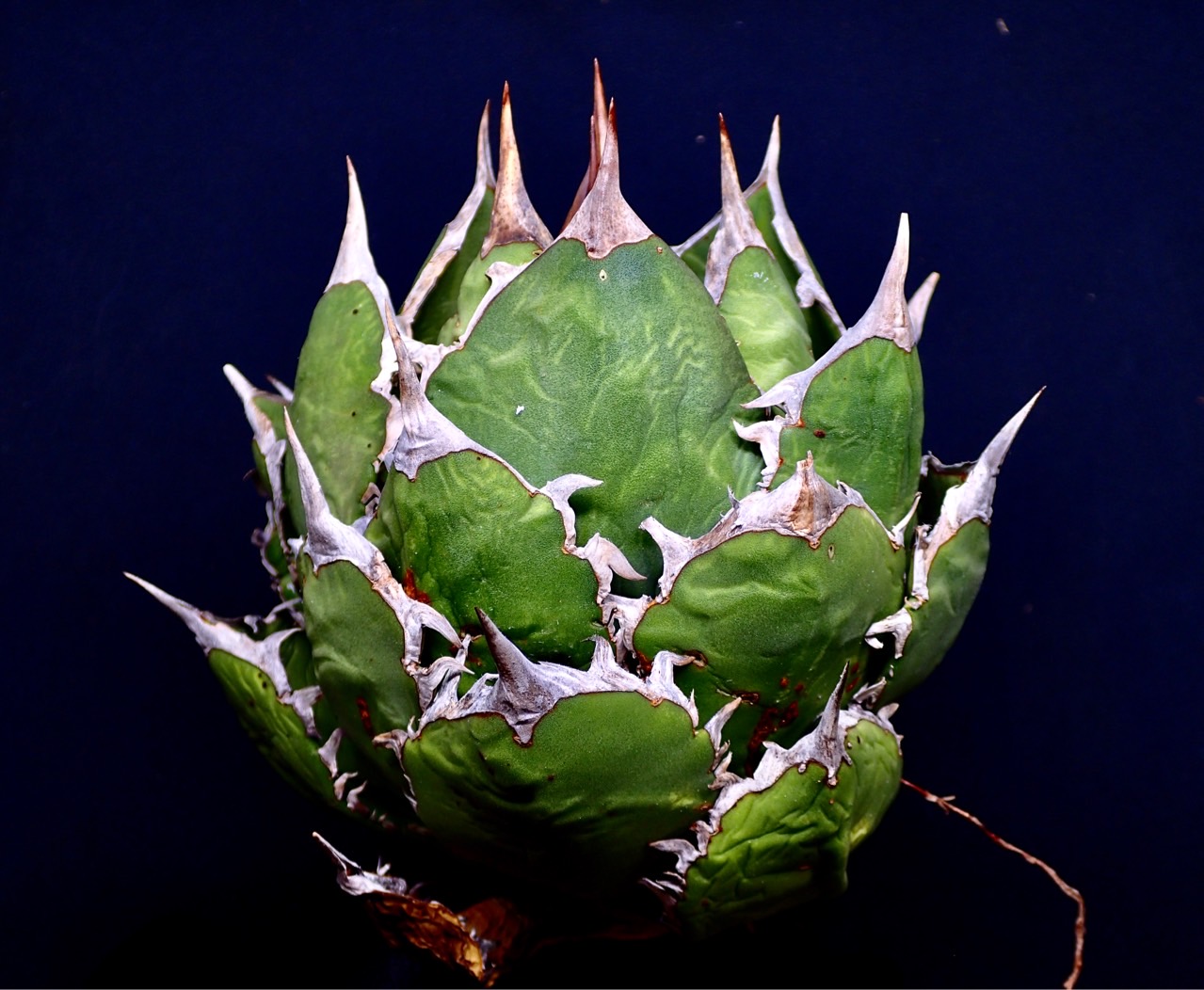 アガベ チタノタ Fo76