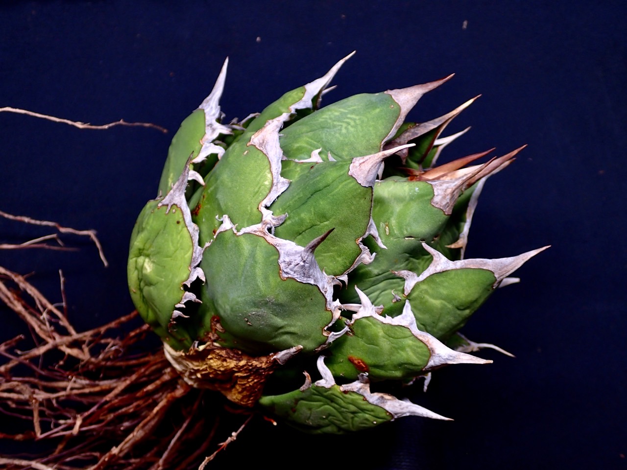 アガベ チタノタ Fo76