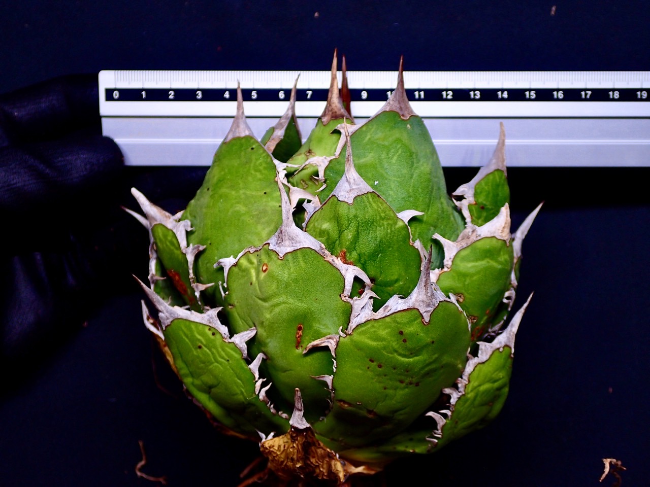 アガベ チタノタ Fo76