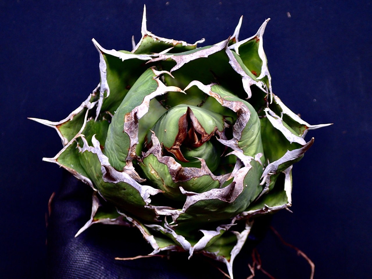 アガベ チタノタ Fo76