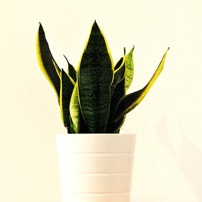 sansevieria