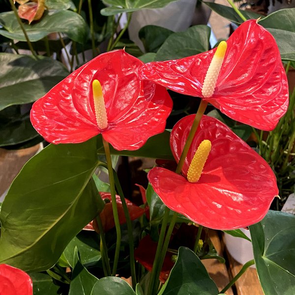 urbanjungle_ki-anthurium-038