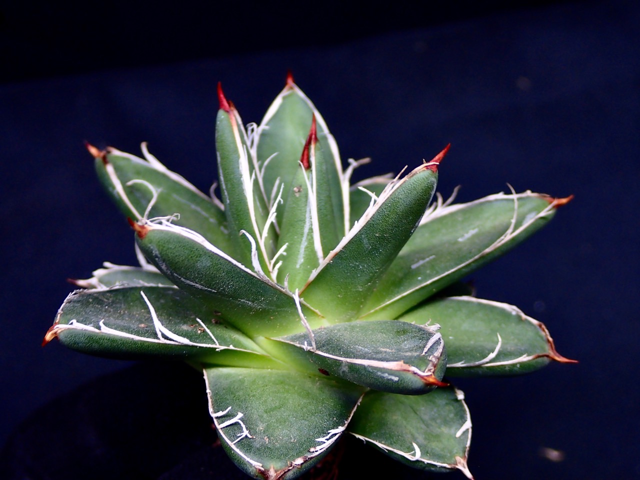 アガベ 白糸の王妃笹の雪A型